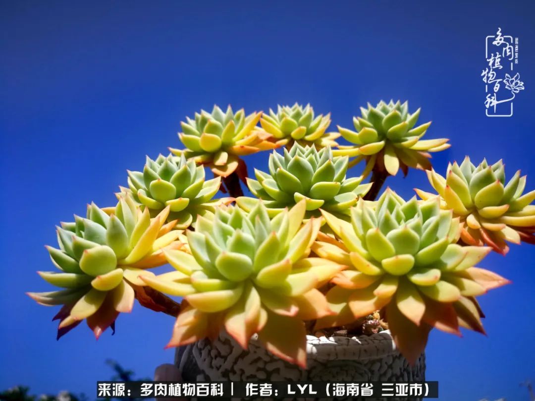 开挂区养多肉,非开挂区怎么把多肉养出态势