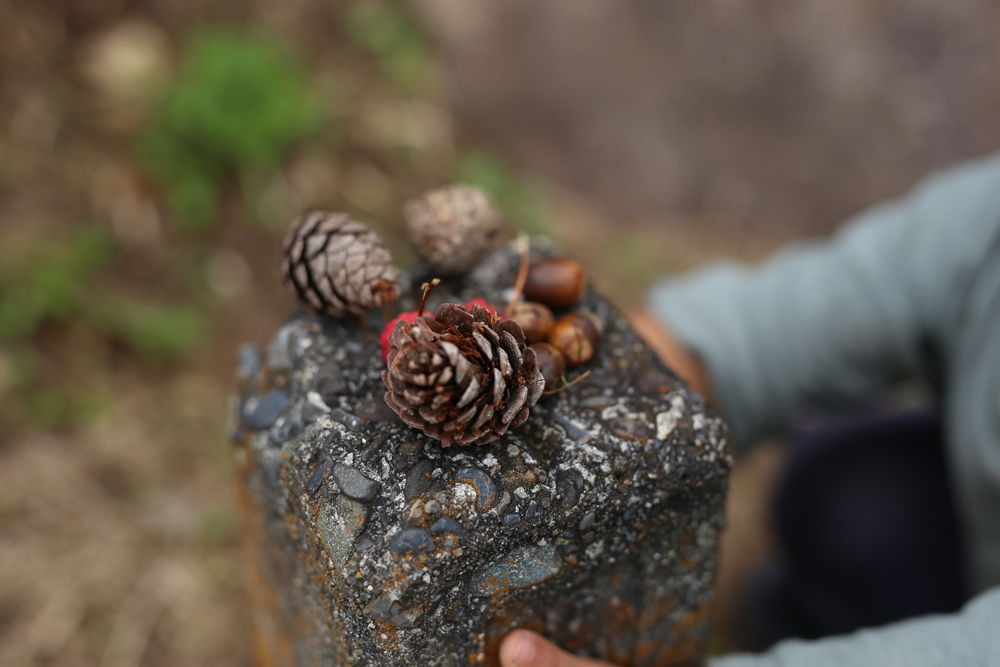 小孩爬山捡松果,带孩子爬山路上捡松果