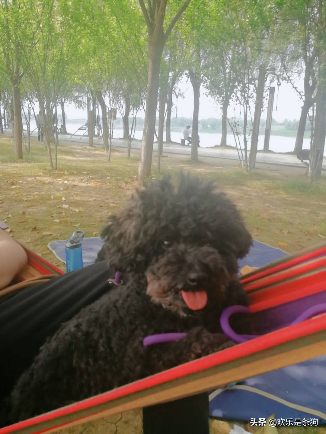 刚买的宠物狗要怎么养,刚抱养的狗狗关注事项