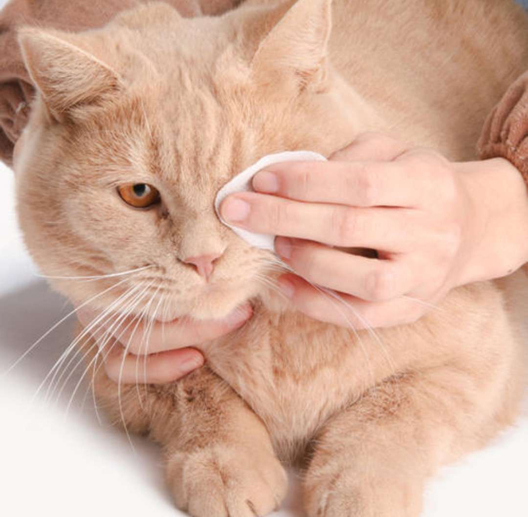 铲屎官通过监控看自家宠物,铲屎官查看猫咪视频