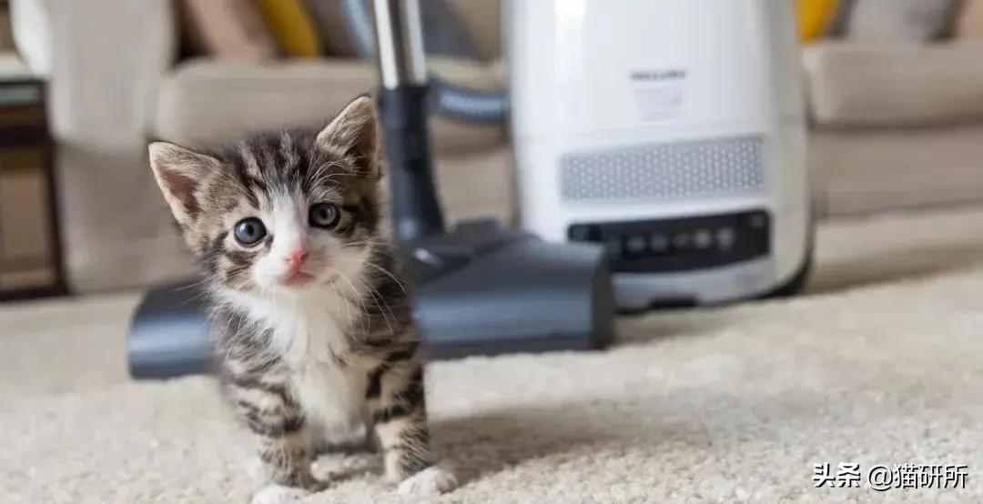 新手养猫需要学习的功课,新手养猫应该做足的功课