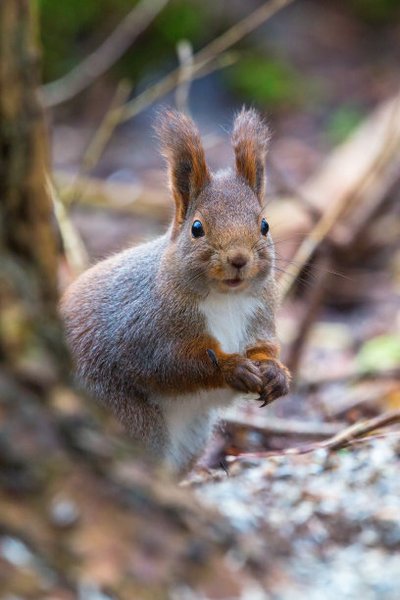 知道小松鼠如何和人交流吗？偶遇，我辜负了你