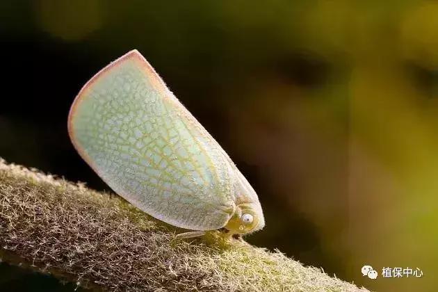柑橘害虫最佳治疗方法,柑橘春季需要防治哪些害虫