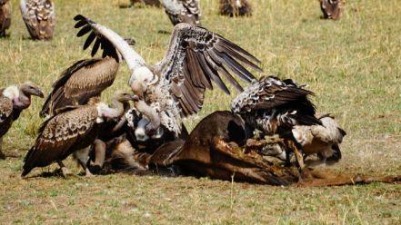 wildfieldhealth测评,wildfieldhealth怎么样