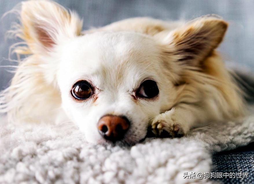 狗狗高烧40度怎么降温,夏天到了这7种狗狗最怕热了