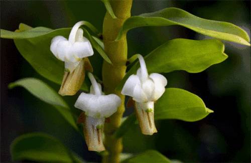 扭瓣石斛是春石斛吗,石斛介绍的视频