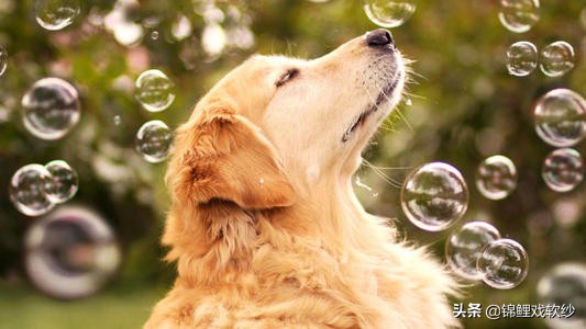 狗狗口臭是什么原因,狗狗口臭主要有哪些原因