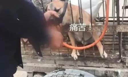太残忍！掰开嘴插水管，给狗灌水只为多赚30元狗肉钱