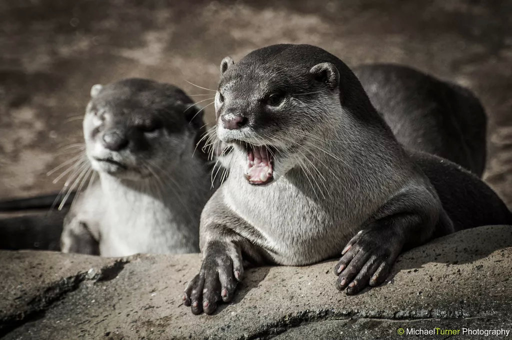 一直网红，持续被遗忘，是时候认真对待中国水獭了