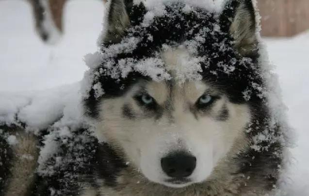 45种狗狗,45种狗狗很难得一见你认识几种