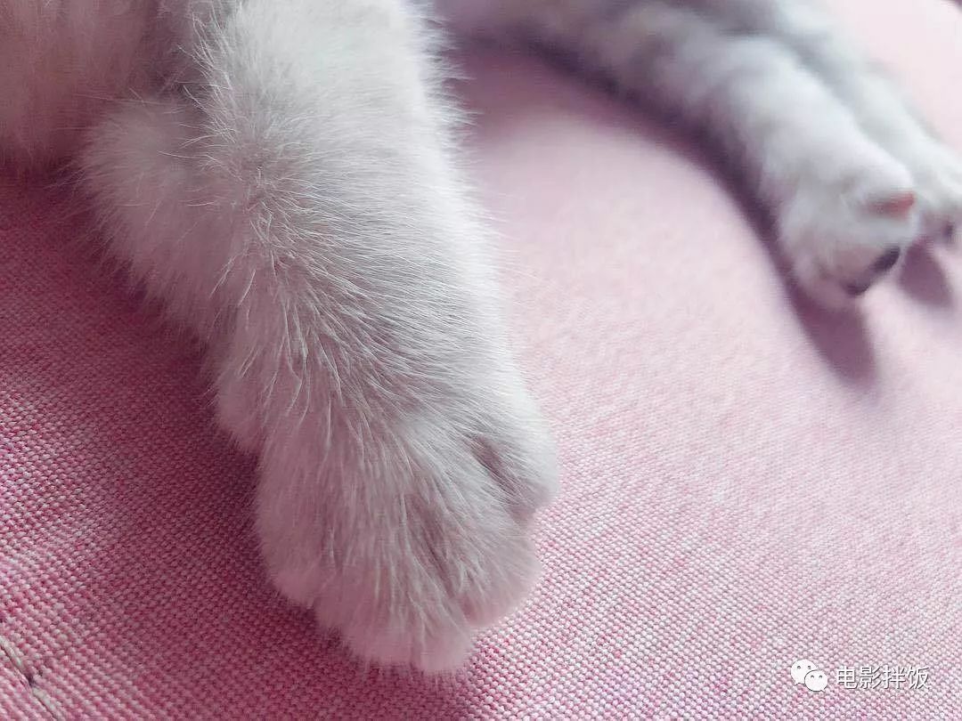 伊丽莎白圈养猫新手入门关注事项,最适合家养的猫排名养猫新手必看