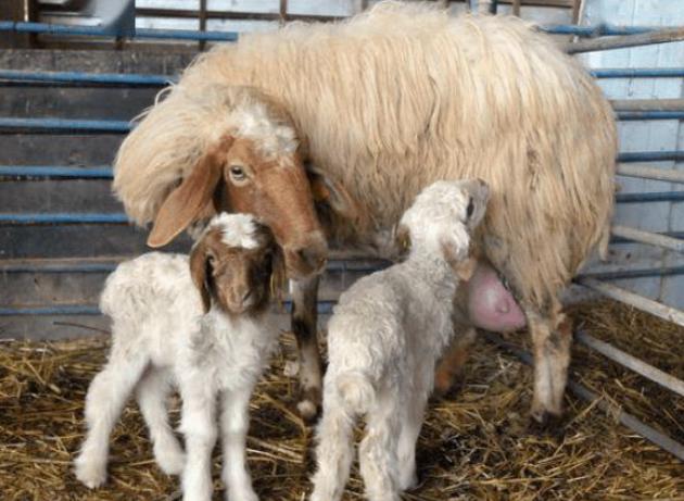 羊产后不喝红糖水怎么办,羊产后不吃东西怎么办