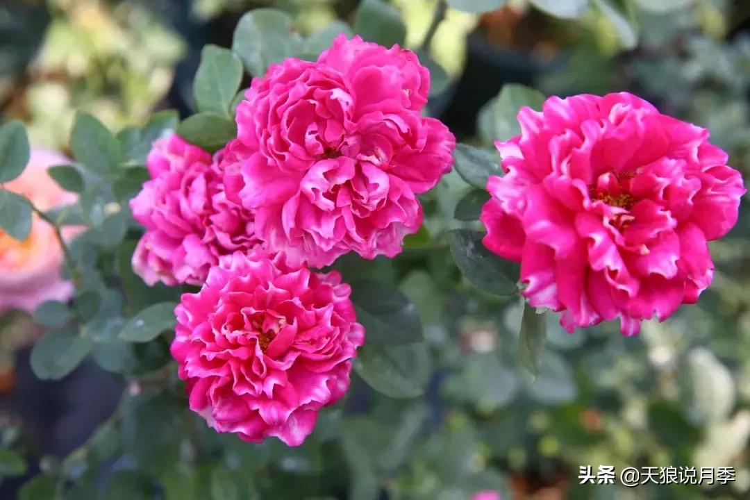 天狼自育哪个品种最好,天狼月季紫雾凝霜