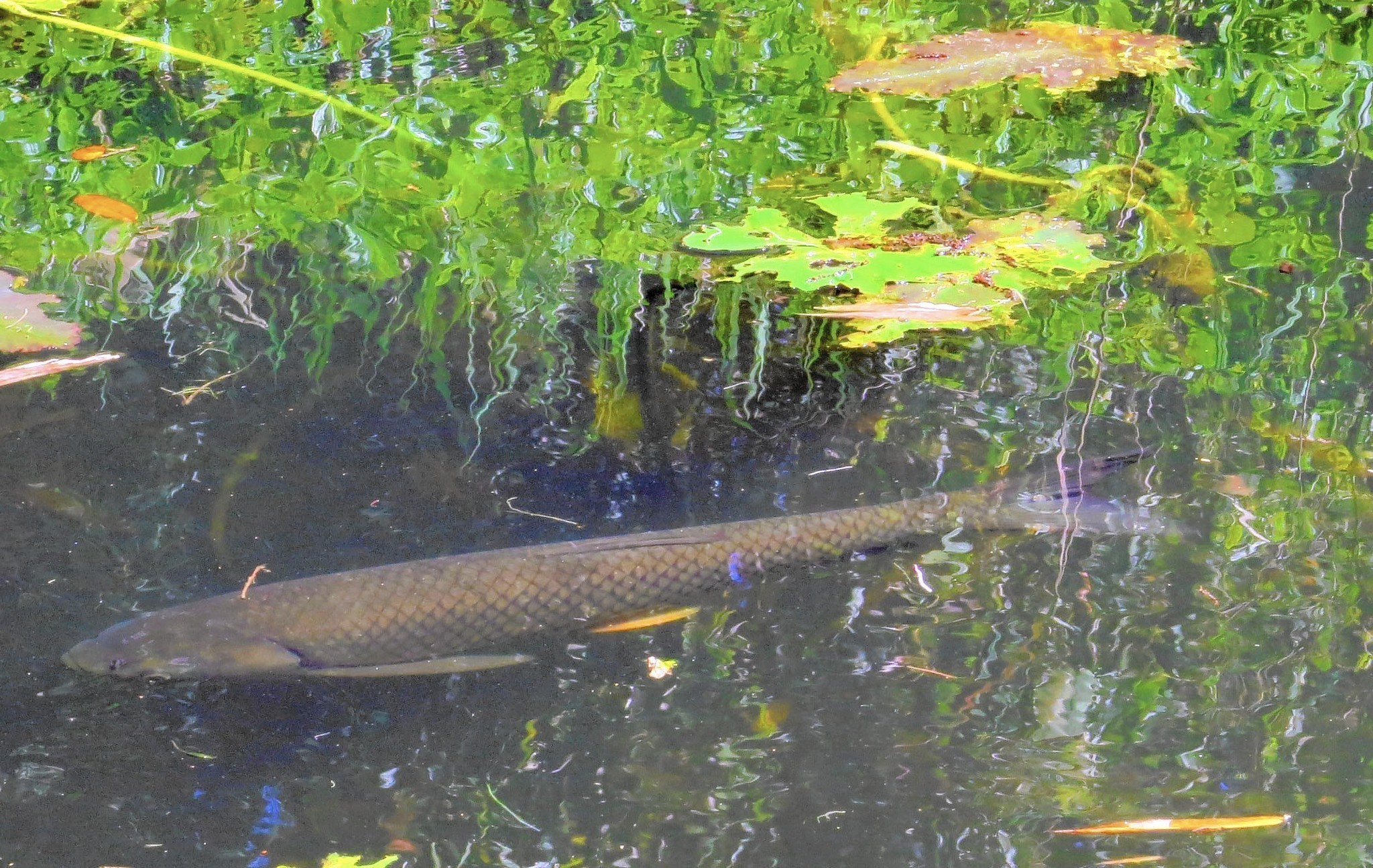 没用完的饵料我从来不扔，发酵了的鱼饵好处多着呢