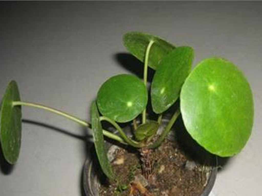 室内适合种观赏草,3种花特别适合养客厅