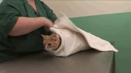 猫咪洗耳朵很不配合怎么办,生理盐水可以给猫咪洗耳朵吗