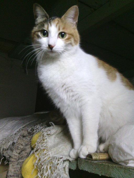 为残疾的猫猫提供轮椅及其它方面的护理方法，让流浪猫猫站起来