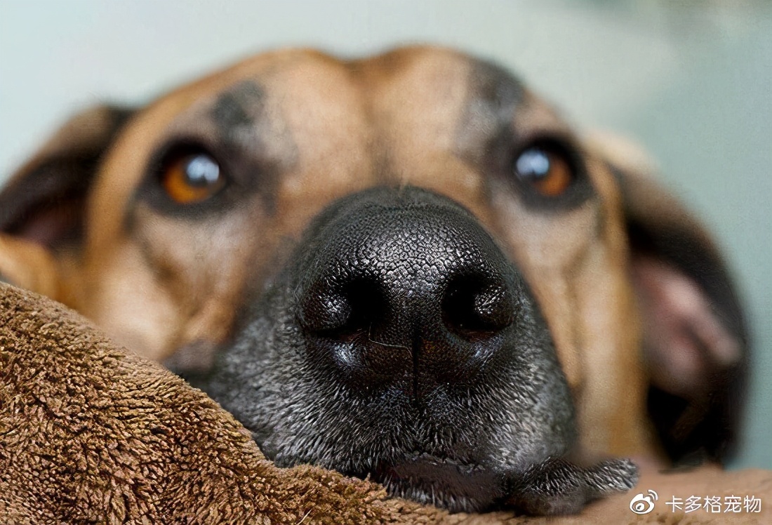 狗狗鼻头为什么是湿的,狗狗鼻头为什么会褪色