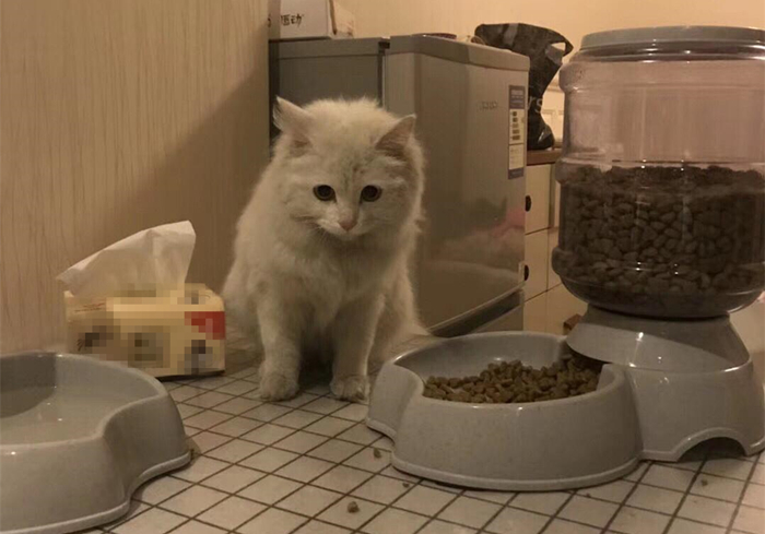 猫咪太胖被嫌弃下决心要努力减肥,猫咪暴瘦怎么长肉