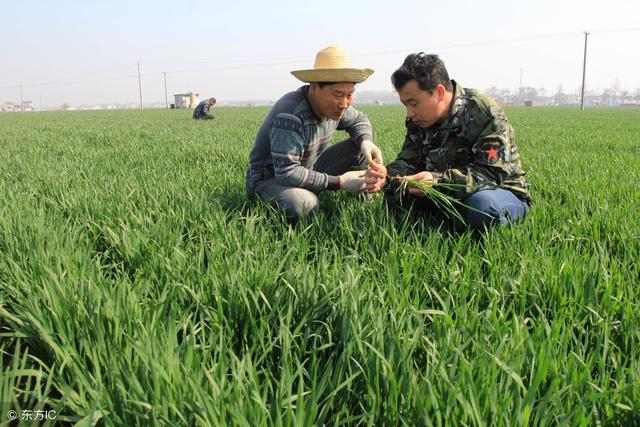 百草枯的毒性有多大？如果不慎误服一口，身体会发生怎样的变化？