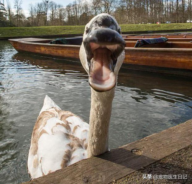 当“村霸鹅”前往英国，会不会有另一副景象？鹅：现在请叫我国霸