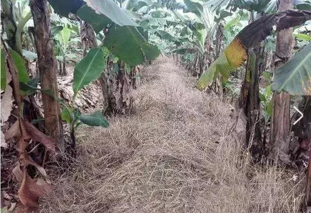 草铵膦专治各种杂草,草铵膦能让杂草烂根吗