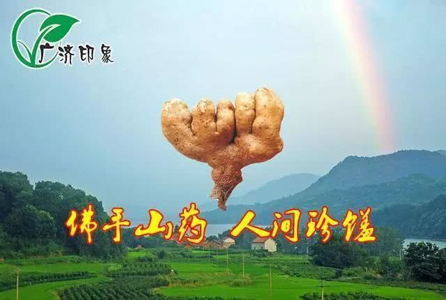 武穴佛手山药几月份才有卖,武穴山药博览会