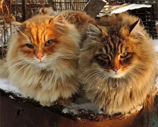 看看俄罗斯猫有多彪悍，徒手斗狗熊，单脚撕野狼！你是大佬我服了