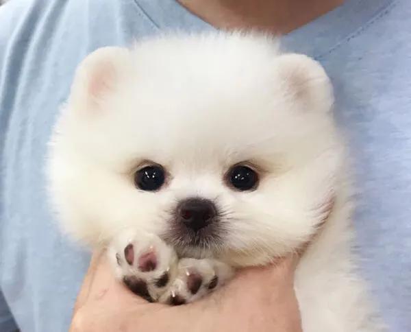 可怜的狗狗们,忠诚的狗狗们