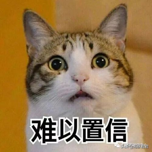 北京小公主靠吸猫血成百万大V，直播整容、大照骗、2年养死3只猫