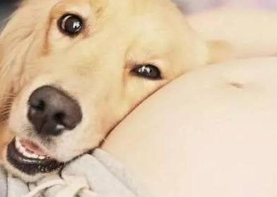 辟谣怀孕不能做的事,官方辟谣怀孕不能养狗