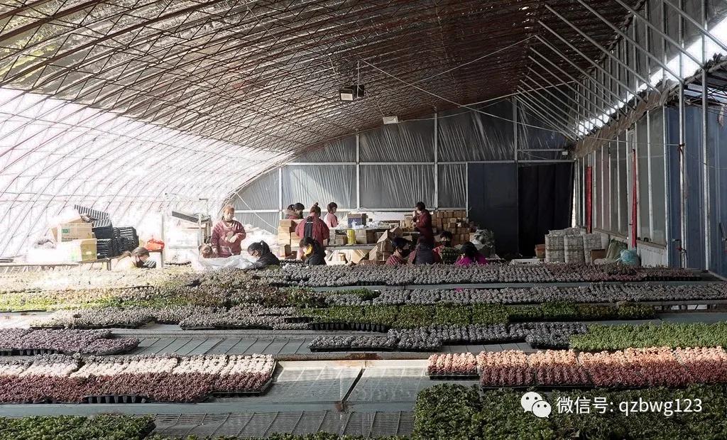 曲周县西木多肉科技,河北曲周多肉植物批发