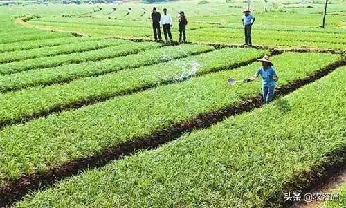 钙镁硼锌，元素虽微量，作用可不小！