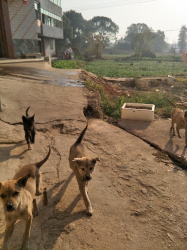 关于狗狗的小知识的小视频,关于狗狗的科普小知识