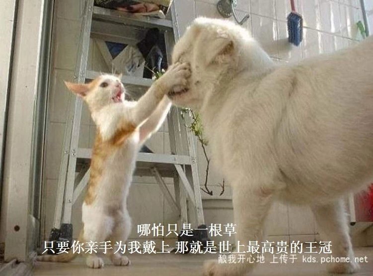 我只想说声爱你,只想再爱你一次