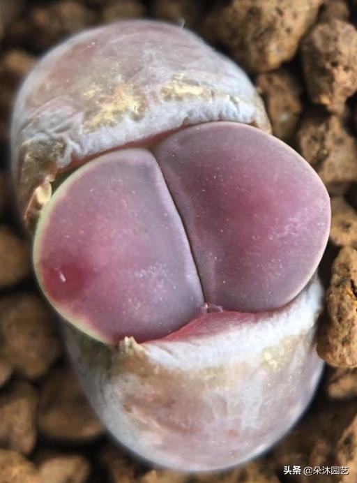 生石花扒皮看什么,生石花皮要扒吗