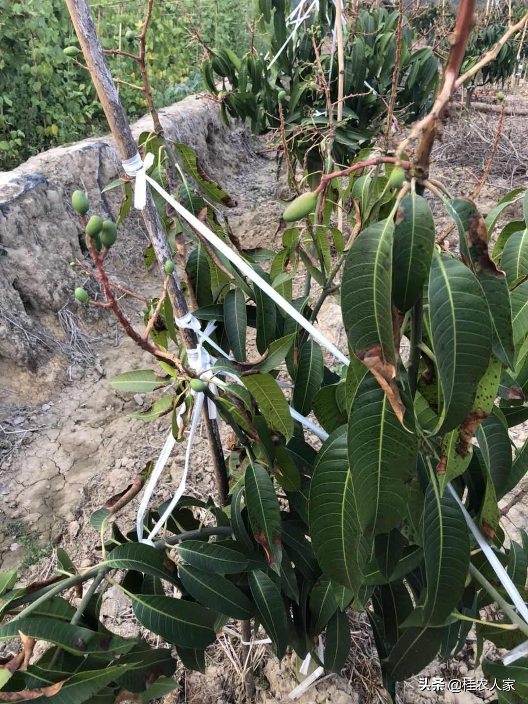 为了解决种植芒果朋友遇上的难题，马上做出芒果病害解决方案