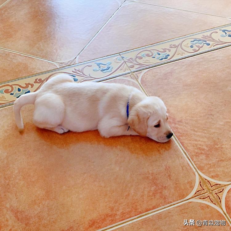 宠狗关注事项,宠兽小知识大全