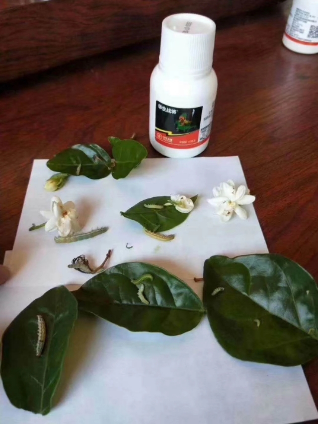 抗性稗草打不死怎么办,抗性超了怎么办