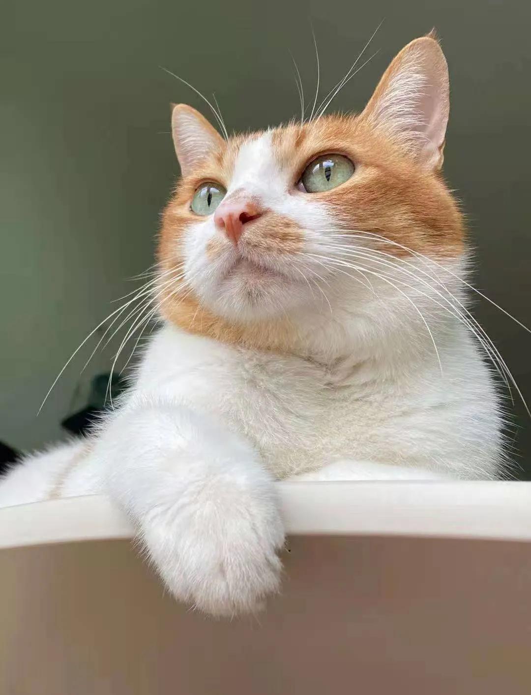 从小养的橘猫还会有野性吗,养橘猫的都是什么人