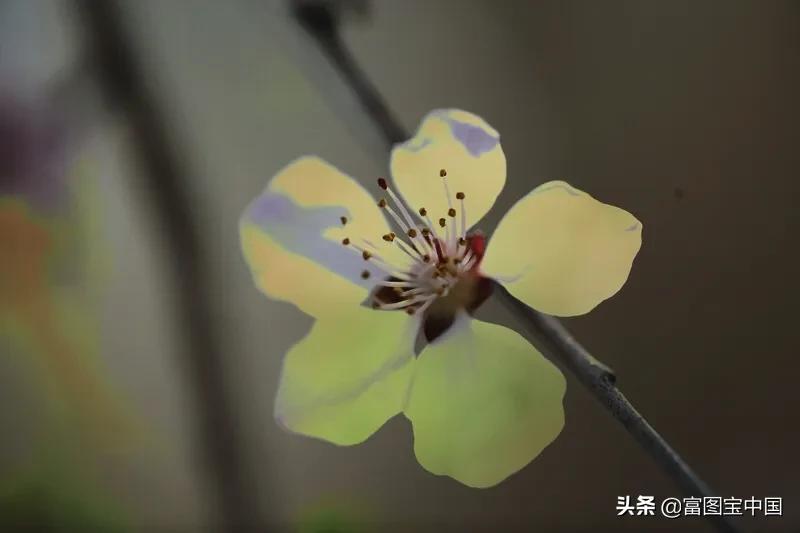 桃花怎么拍才好看,桃花怎么拍摄才能出新意