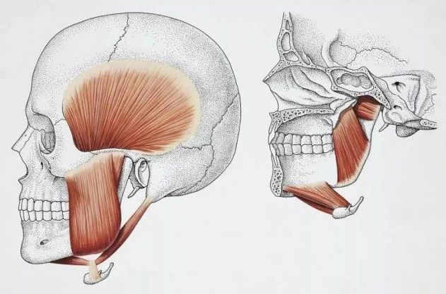 长期单侧咀嚼咬肌会不均匀萎缩吗,如何处理单侧咀嚼的咬肌变大问题