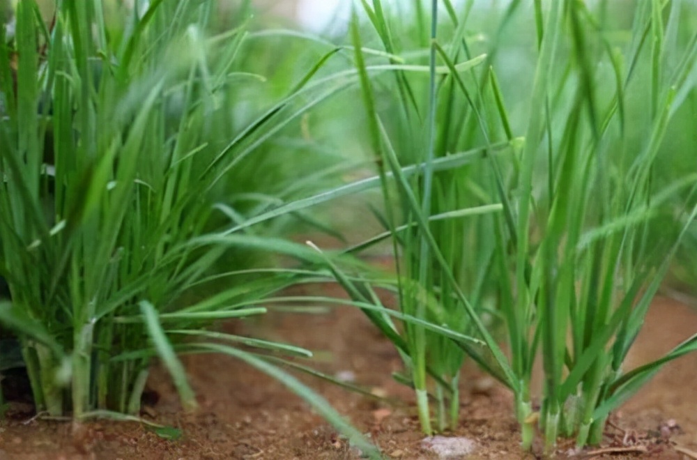 终于知道买的韭菜为啥那么干净,粗韭菜和细韭菜有什么区别哪个好