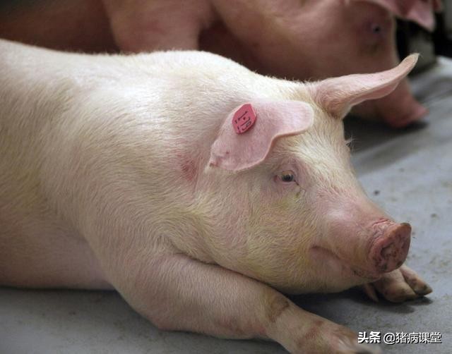 治疗猪的无名高热偏方,猪无名高热怎么治疗