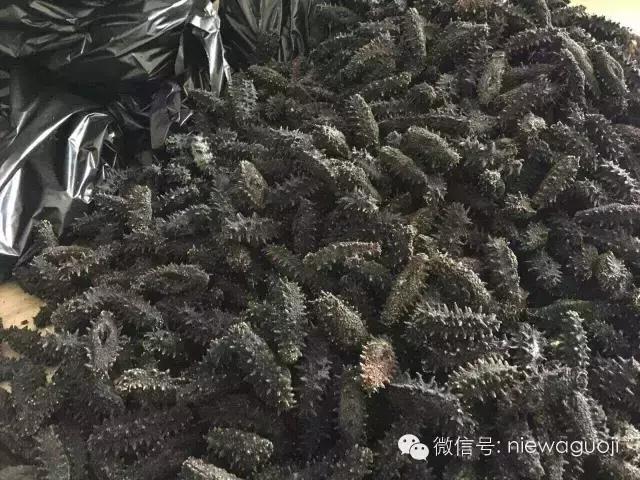 俄罗斯海参怎么分参龄,俄罗斯的海参好还是辽参好