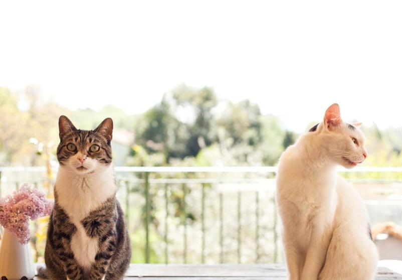 猫咪高空坠楼,关于猫咪坠楼的经验分享参考