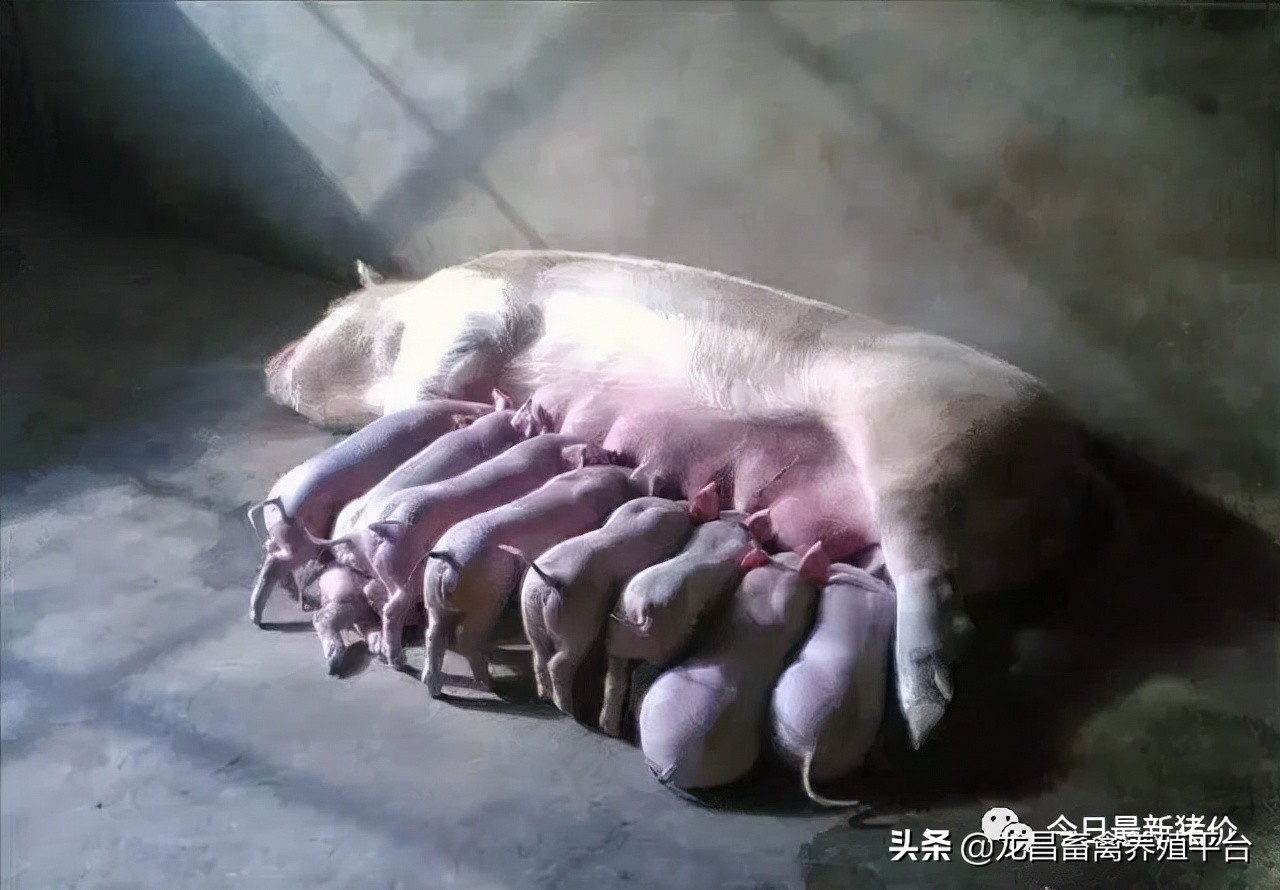 哺乳仔猪教槽太困难？学会这几招，保管有用