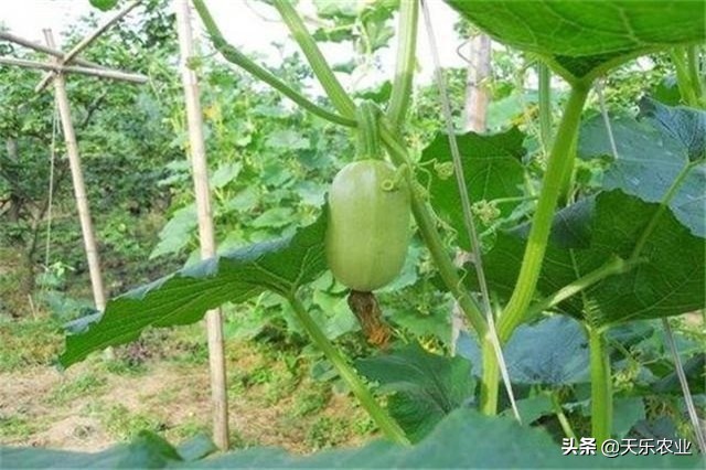 金丝瓜的种植方法和关注事项,金丝瓜种植时间和方法