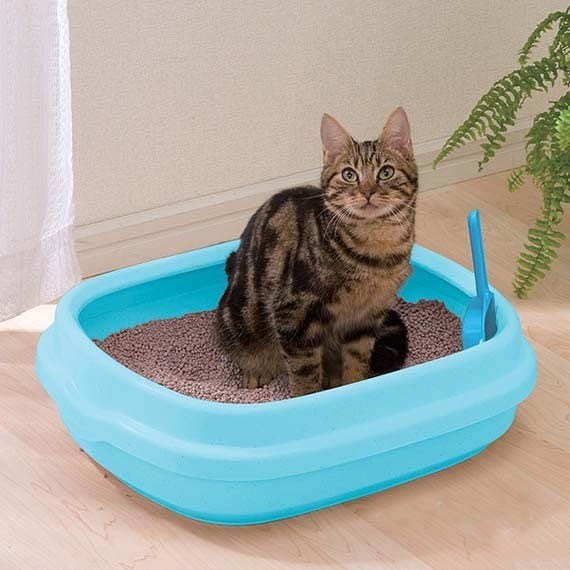 猫咪上卫生间怎么弄,猫咪上厕所弄得满地都是猫砂