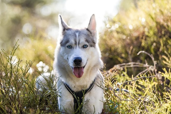 讨人喜欢的犬种有哪些,最喜欢的狗是什么狗